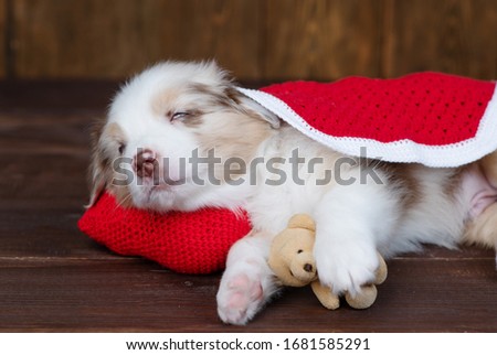 Australian Shepherd puppy sleeps hugging a teddy bear on a dark wooden background