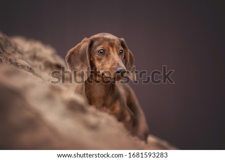 A cute marble rabbit dachshund sitting in the sand against a background of purple iron fence