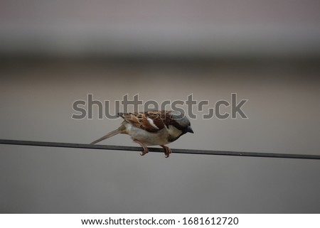closeup of sparrow sitting on a wire
