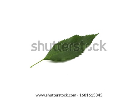 Green Rowan tree leaf isolated on a white background. Single leaves