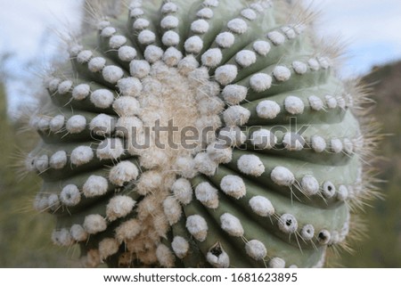 Close up of Saguaro arm top. Texture. Pattern. Cactus. Desert plant