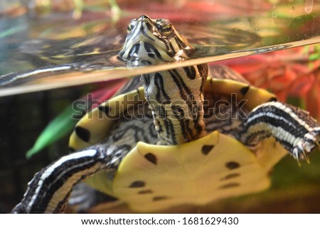 Turtle poking its head above the surface