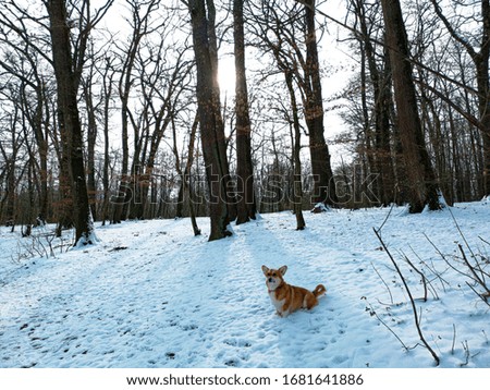 Beautiful Pembroke Welsh Corgi dog playing in the forest covered with snow. animal wallpaper