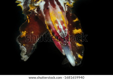 An extremely venomous Pfeffer's flamboyant cuttlefish (Metasepia pfefferi) has thrown out its seizing tentacles, Panglao, Philippines