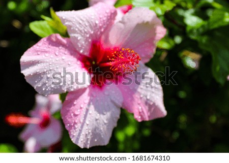 a uniquely focused shot of a pink hibiscus flower that is wetted with raindrops and shines in the sun while the green shrub is completely in the background