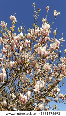 Blossoming Magnolia soulangeana tree with pink white flowers. Blue sky as background.