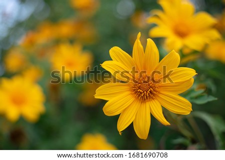 Yellow flowers in the garden provide freshness