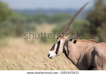 close up profile of a oryx, blurred grasses and trees in the background, Tsavo Kenya