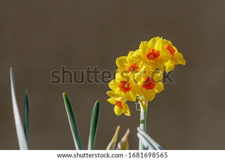 Selective focus of Narcissus with soft sunlight, Daffodil is a genus of predominantly spring perennial plants of the amaryllis family, Yellow flowers in the garden, Natural floral background.