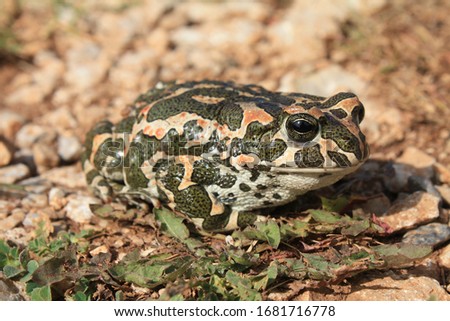 Green Toad (Bufotes viridis) from Macedonia