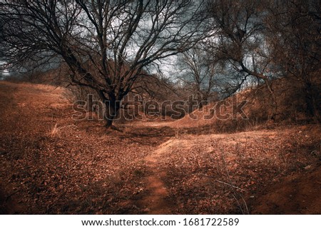 dramatic day time forest landscape photography with moody green foliage on trees and rocky stone ground