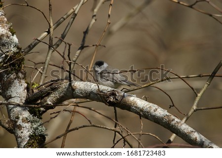 A Blackcap (Sylvia atricapilla) perched in a tree and partly hidden by twigs.