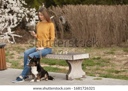 A beautiful girl in a yellow sweater is texting on her mobile phone, smiling, walking her dog Welsh Corgi cardigan. copyspace. The concept of communication, gadget, technology.