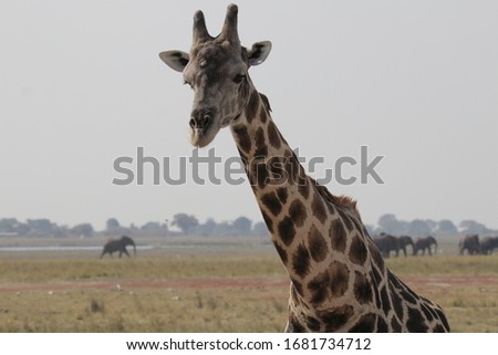 close up on a giraffe in okavango delta