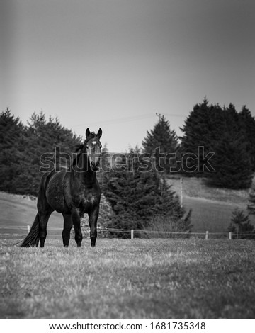 Majestic horse posing for a picture in a field