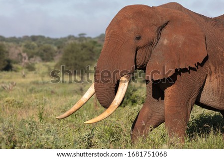 close up of a large elephant bull with big tusks, blurred trees in the background, Tsavo Kenya