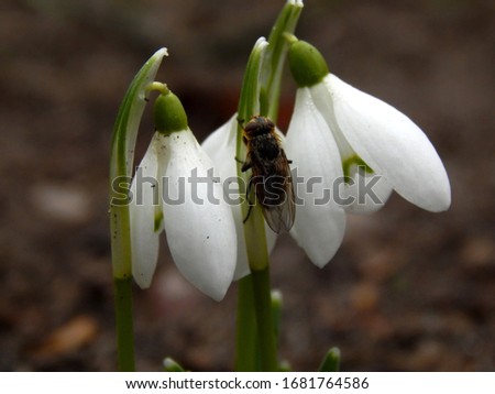 Spring flowers of snowdrops close up