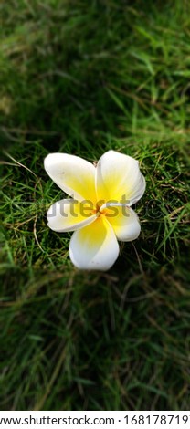 this picture is about a beautiful flower which is in two colors white and yellow which is a good combination.the background is grass which is blurred . the combination of the grass and flower is good