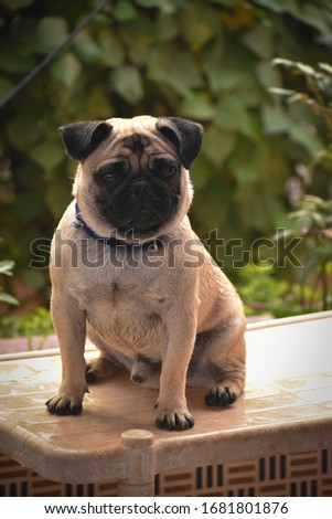 Beautiful male Pug puppy dog lying siting in front of the grass background outdoor adorable