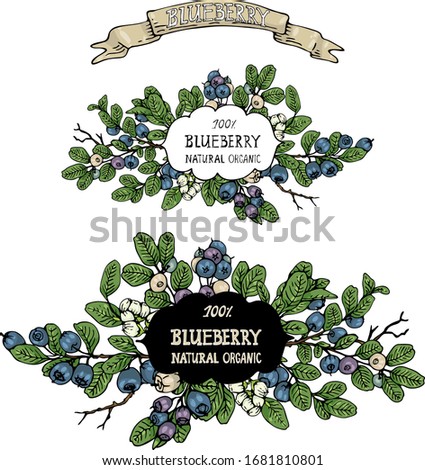 Vector plant composition with vintage label for your design. Blue blueberries with white flowers and green leaves on a white background