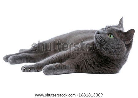 Lying gray cat with green eyes isolated on white, Russian blue cat