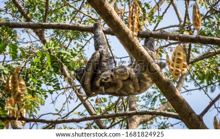 Sloth mother with her baby in Cartagena