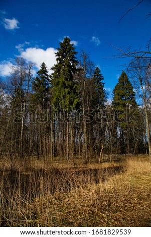A fine spring day in the Russian forest.