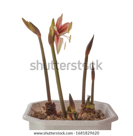 Close up of   emerging bud of Amaryllis (Hippeastrum)  Butterfly Group " Sweet Lilian"   on white background