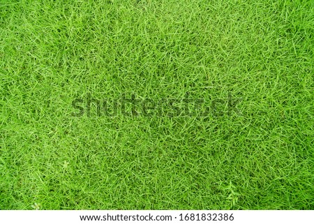 Green grass texture background, Green lawn, Backyard for background, Grass texture, Green lawn desktop picture, Park lawn texture. lawn for training football pitch, Grass Golf Courses green.