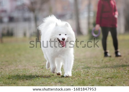 Beautiful samoyed dog with owner. White dog. Dog playing. Dog family