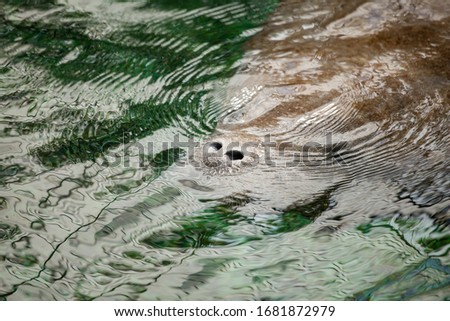 manatee nostrils swimming under the green water of a river