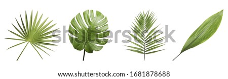 Set of different fresh tropical leaves on white background. Banner design Royalty-Free Stock Photo #1681878688