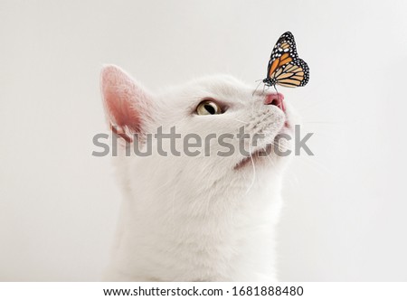 Cute tabby cat and butterfly on white background