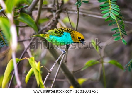 Gilt edged Tanager photographed in Caparao, Espirito Santo. Southeast of Brazil. Atlantic Forest Biome. Picture made in 2018.