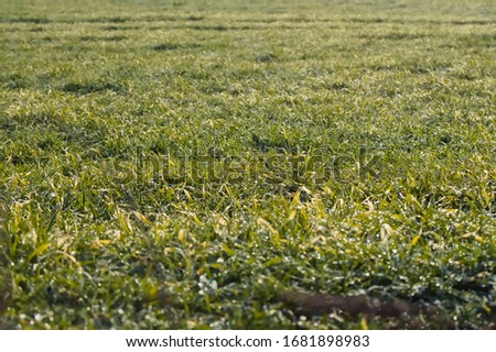 field full of green growing grass