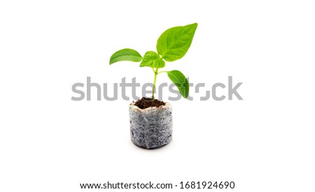 Young seedlings of bell pepper in a peat tablet isolated on a white background. Ecological home growing of pepper seedlings in a coconut compressed tablet indoors in winter and early spring. Royalty-Free Stock Photo #1681924690