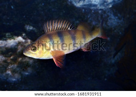 European perch - Perca fluviatilis. Underwater shot of mature perch fish svimming in the pond Royalty-Free Stock Photo #1681931911