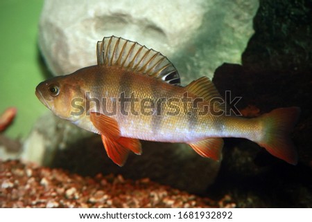 European perch - Perca fluviatilis. Underwater shot of mature perch fish svimming in the pond Royalty-Free Stock Photo #1681932892