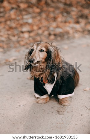 long-haired dachshund on a brown background
