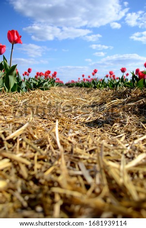 A photo of tulips taken in the countryside. Nikon D3100 camera. game with focus. Royalty-Free Stock Photo #1681939114