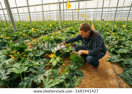 Male farmer applying insects for biological pest control in an organic zucchini crop in a greenhouse in Almería. Integrated pest management technique in the field of crops. Biological, organic food Royalty-Free Stock Photo #1681941427