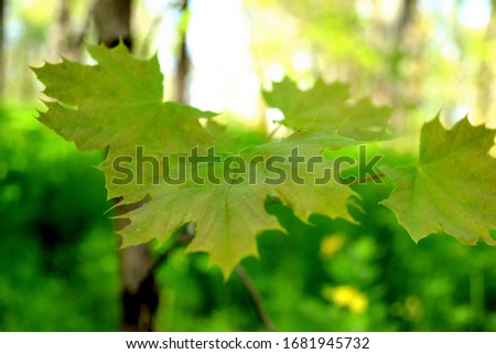 A photo of maple leaves taken in a small forest near the city. Nikon D3100 camera. Game with focus. Royalty-Free Stock Photo #1681945732