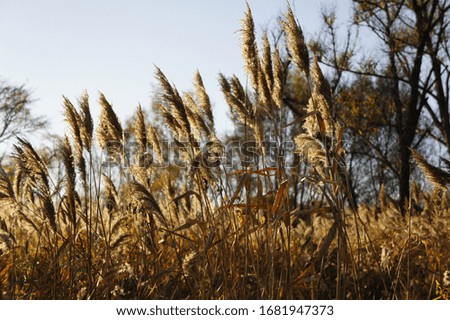 Autumn landscape picturing tall dry grass in front of the woods, lit up in the setting sun.