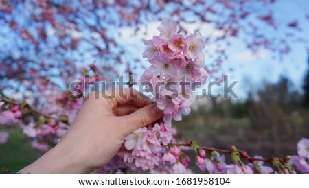 Woman hand holding beautiful cherry blossoms (sakura)
