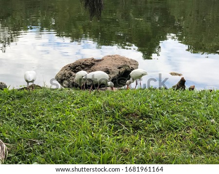 White ibis in grass near lake