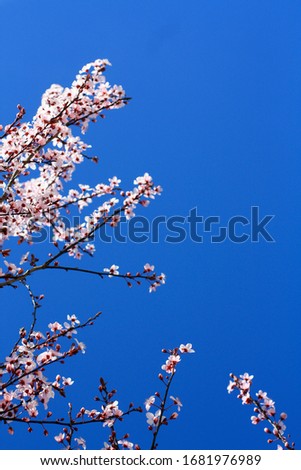 Vertical photograph of a pink tree blooming tree against a bright blue sky.