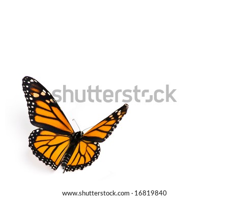 Monarch Butterfly on White Background Royalty-Free Stock Photo #16819840