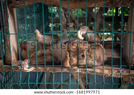 Sloth Sanctuary, Costa Rica. Two and three towed sloths in a cage at the sanctuary. Sloths of the present day are arboreal mammals noted for slowness of movement.