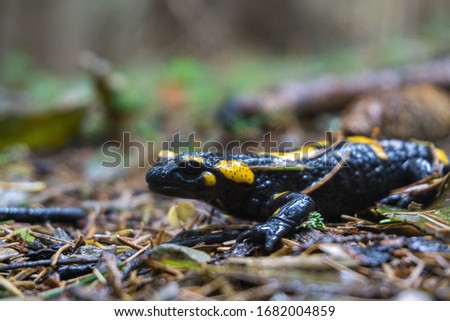 A closeup shot of a black and yellow fire salamander with a blurred background