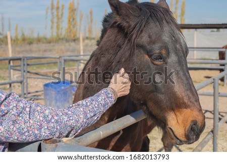 Horse and a hand touching it